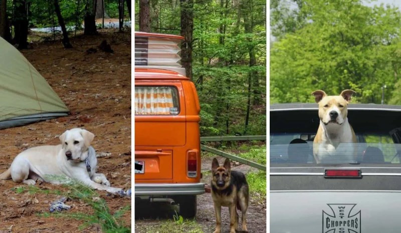 Best Vacations With Dogs Midwest